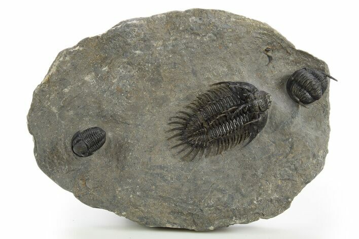 Spiny Comura Trilobite - Ofaten, Morocco #311513